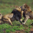 Fight